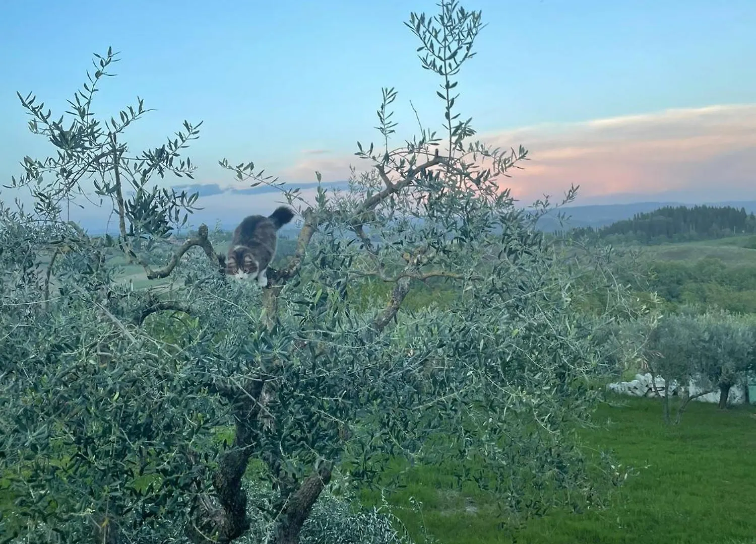 Alloggio per agriturismo Podere La Quercia San Gimignano Italia